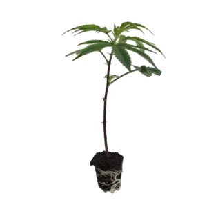Georgia Pie Clone Plant pic