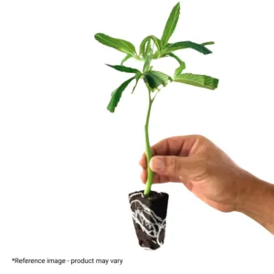 teen clone plant