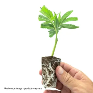 teen clone plant