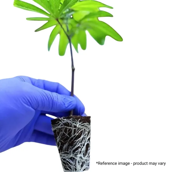 teen clone plant