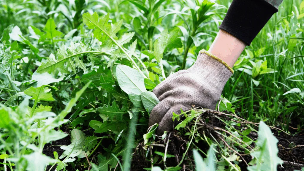 A gloved hand gently topping a healthy weed plant in an outdoor garden