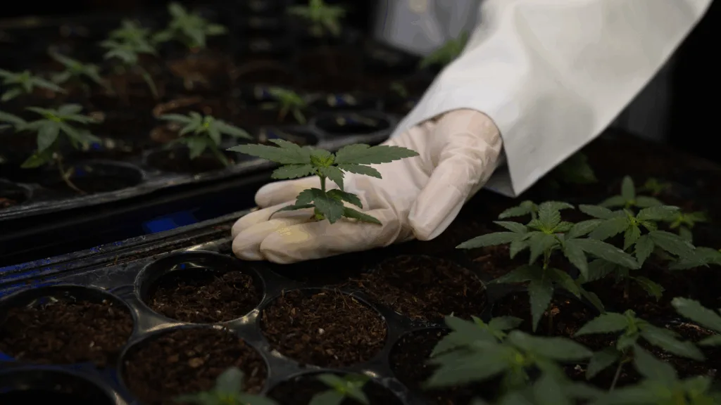 Cannabis Cultivation with Cali Rooted