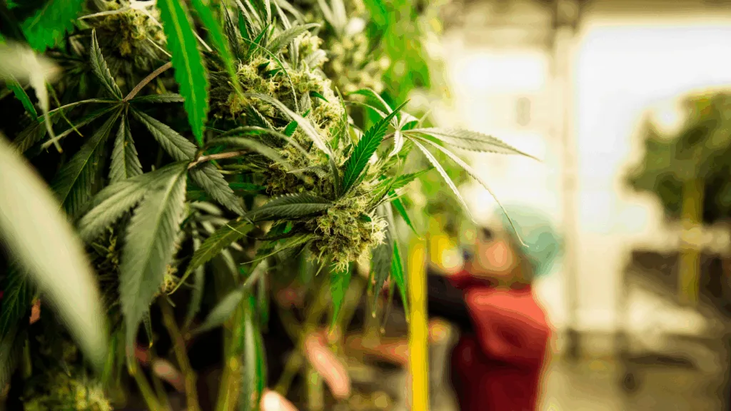 Close-up of cannabis plants drying in a controlled indoor facility, showing dense buds and careful post-harvest handling to preserve THCA quality