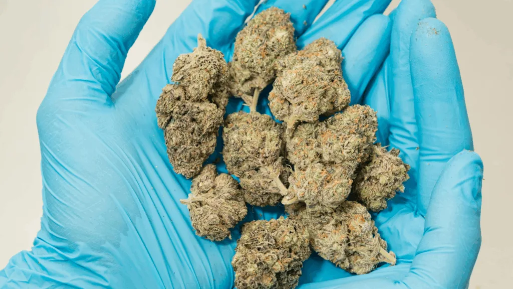 Gloved hands holding THCA-rich cannabis buds after harvest, showing dense trichomes and vibrant colors that reflect high flower potency