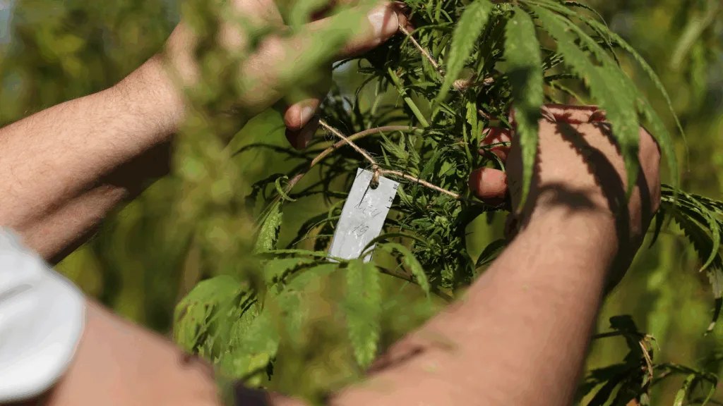 Grower tagging cannabis plant before harvest