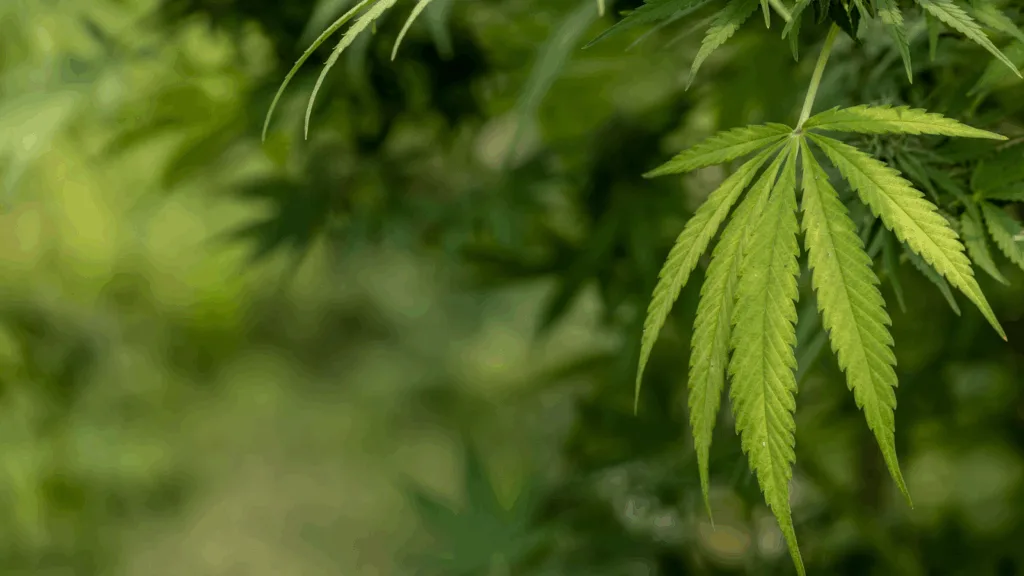 Growing Outdoor Weed