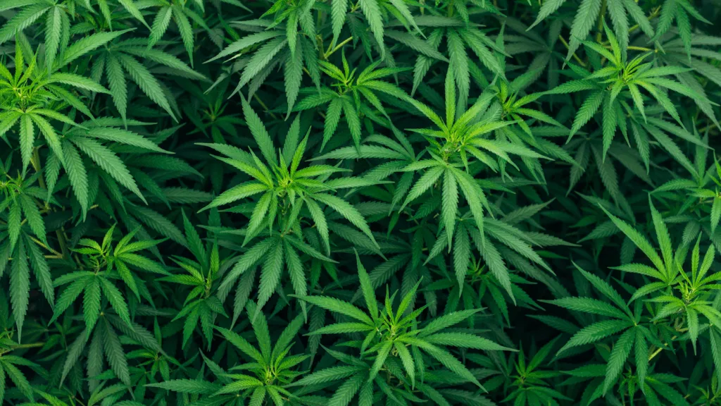 Indoor Vs Outdoor Weed