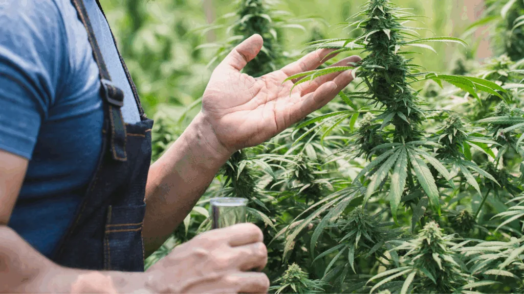 Is It Legal To Grow THCA Flower?