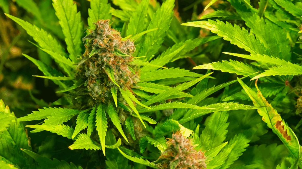 Thoughtful Cultivation of THCA Flower with Cali Rooted