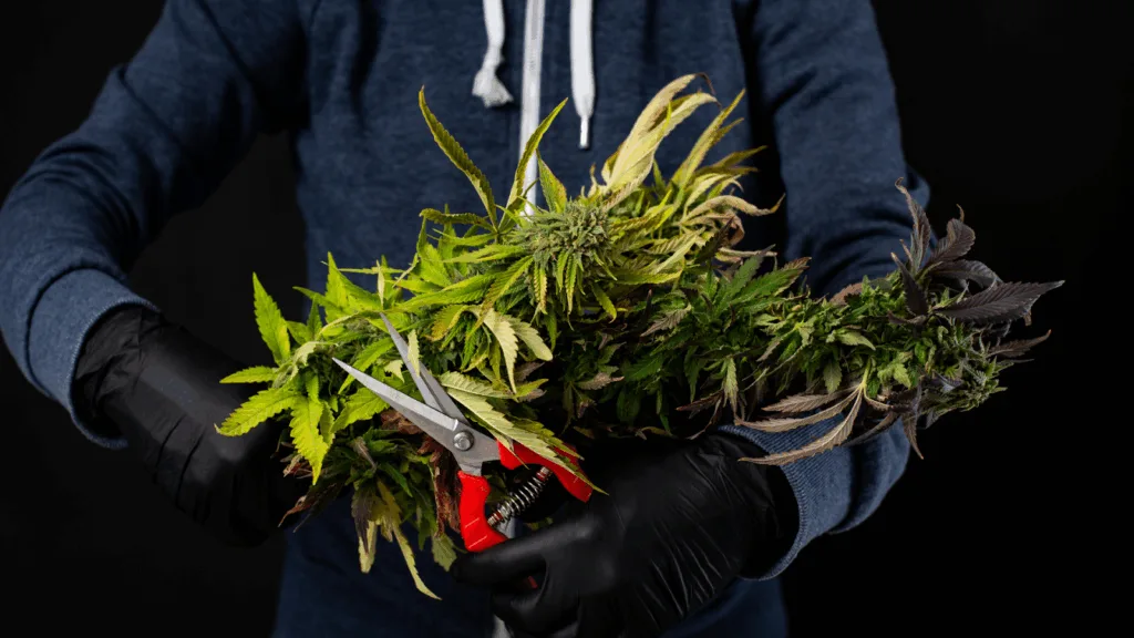 Woman raising her finger as a reminder to watch key visual signs before harvesting cannabis