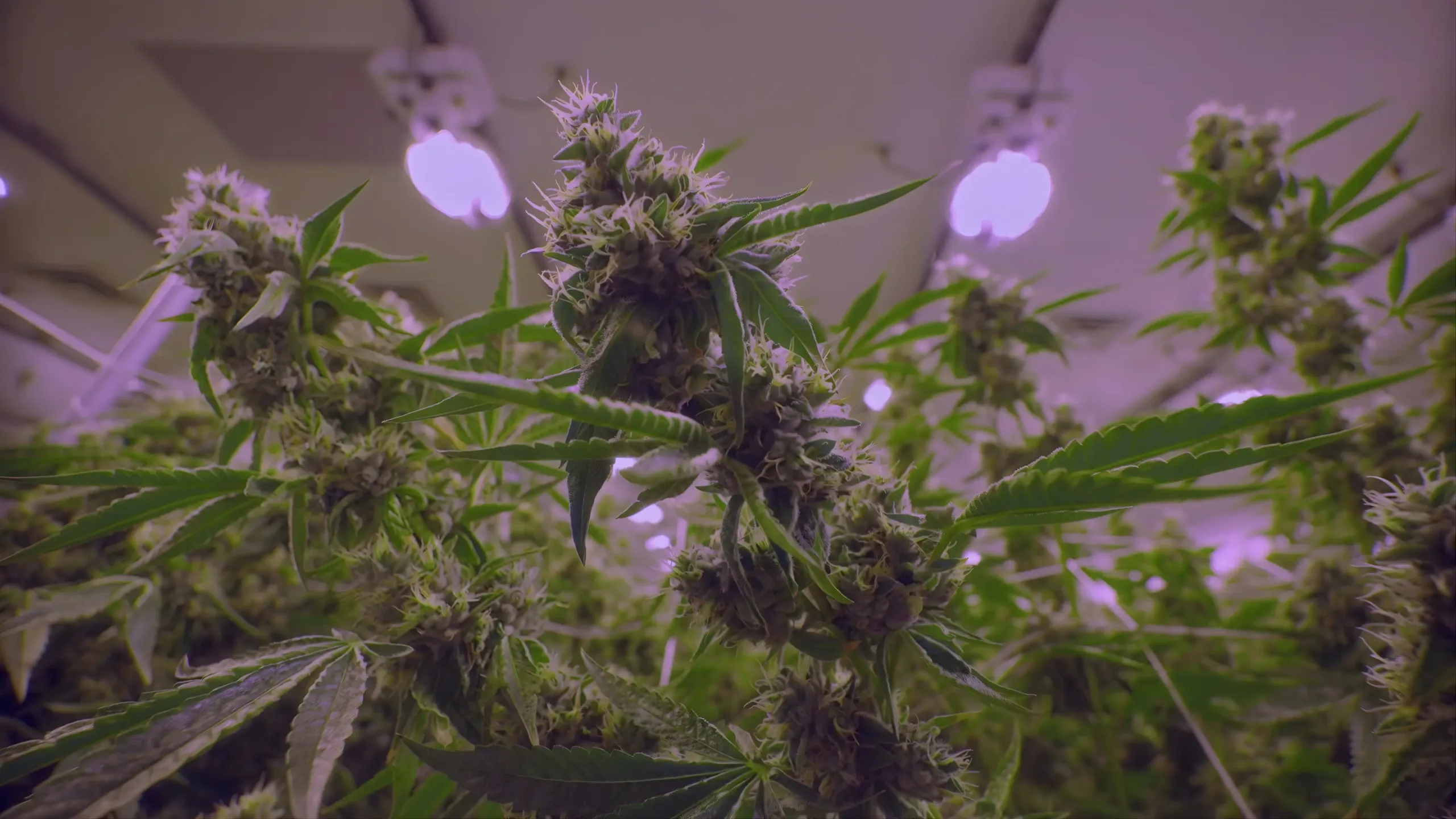 Calirooted Background (1)