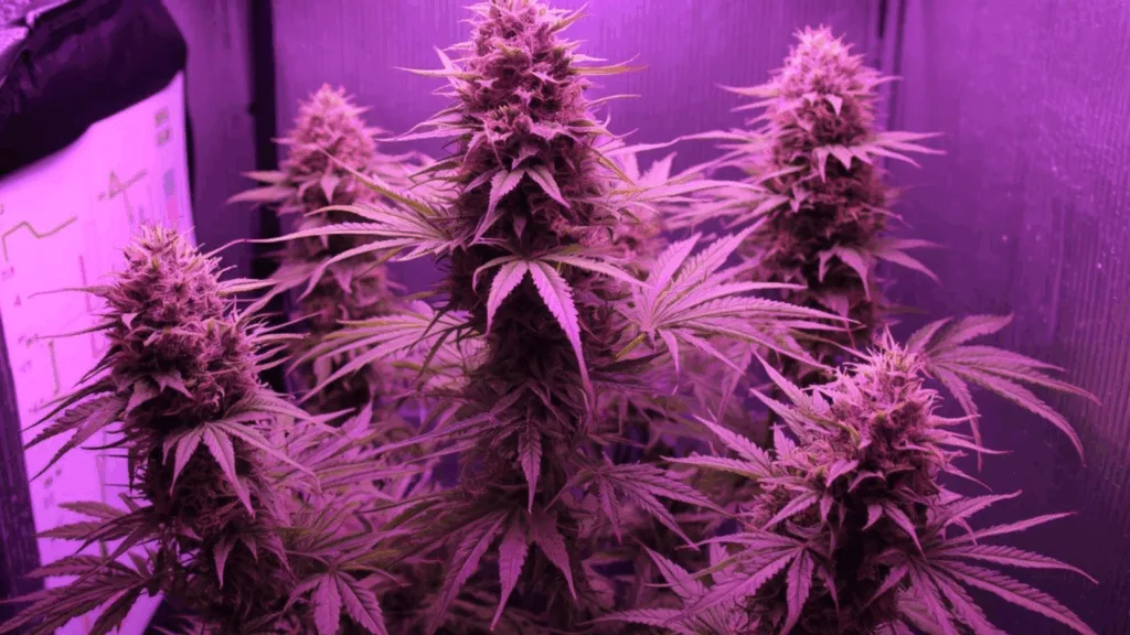 Autoflower cannabis plants under indoor grow lights