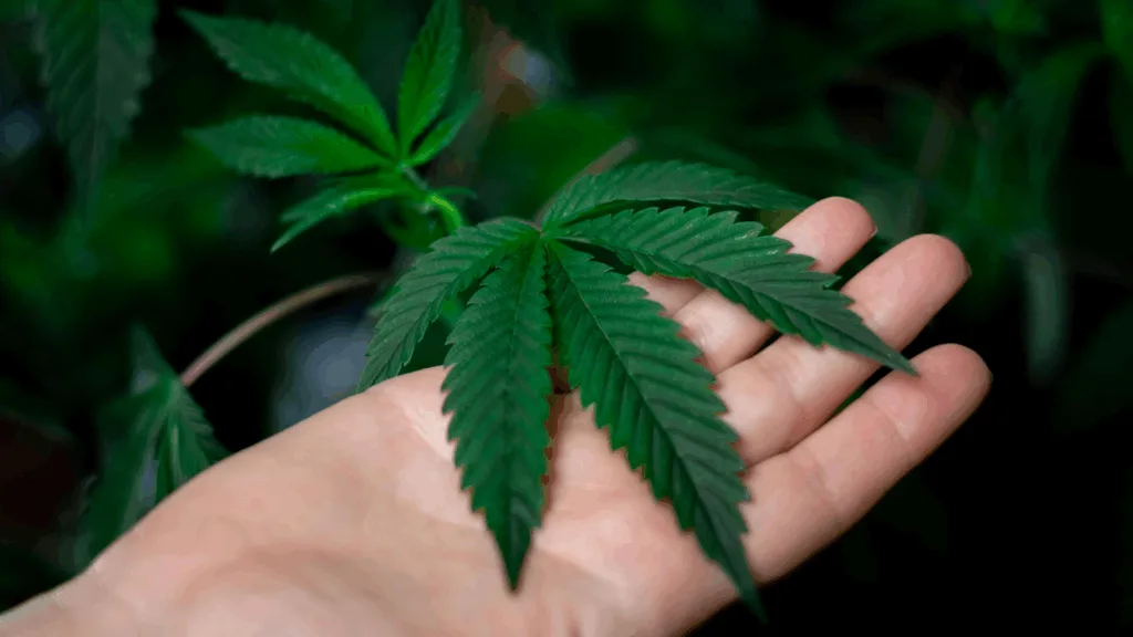 Cannabis plant leaf during the vegetative growth stage