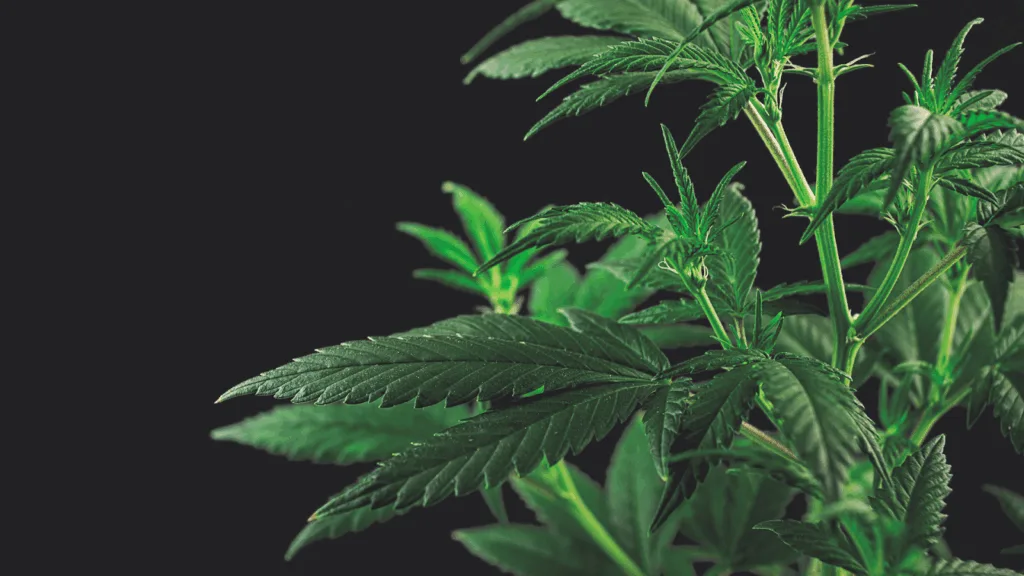 Cannabis plant stressed from improper topping technique