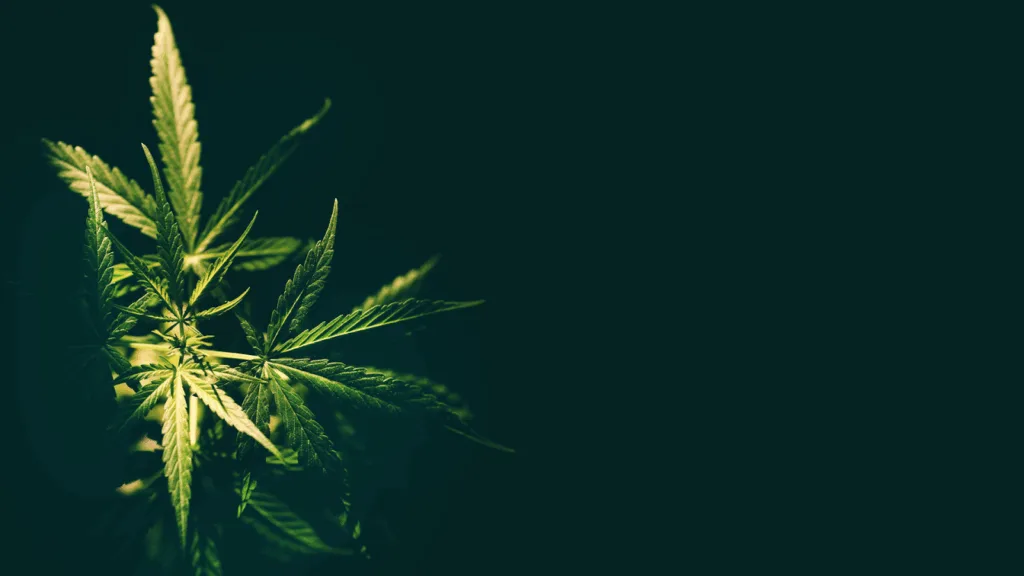 Cannabis plant top showing apical growth structure