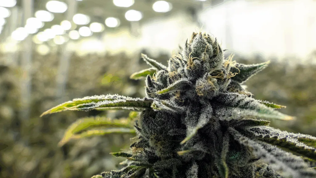 Mature cannabis flower grown under controlled conditions