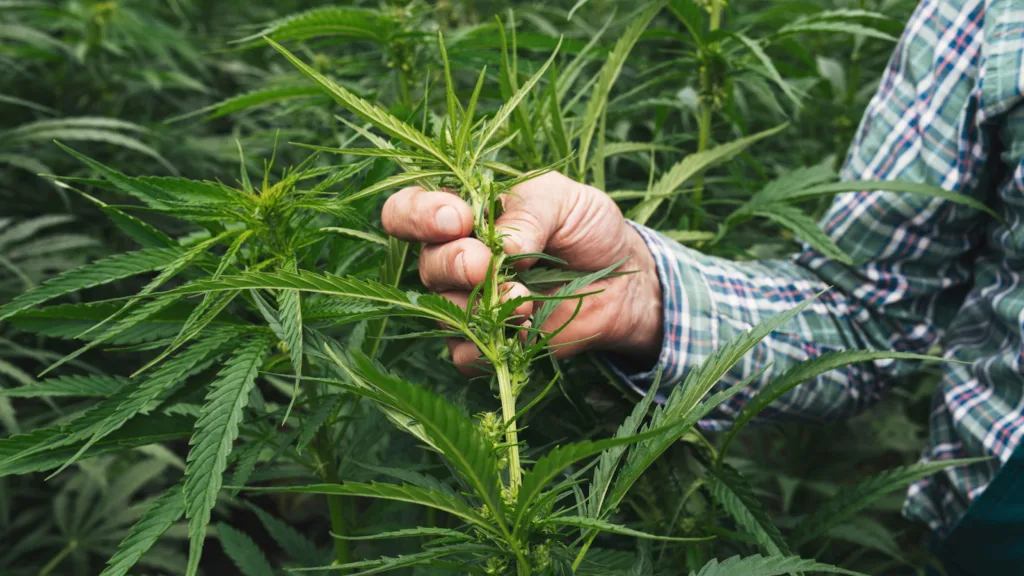 Grower selecting vegetative hemp branch for cloning