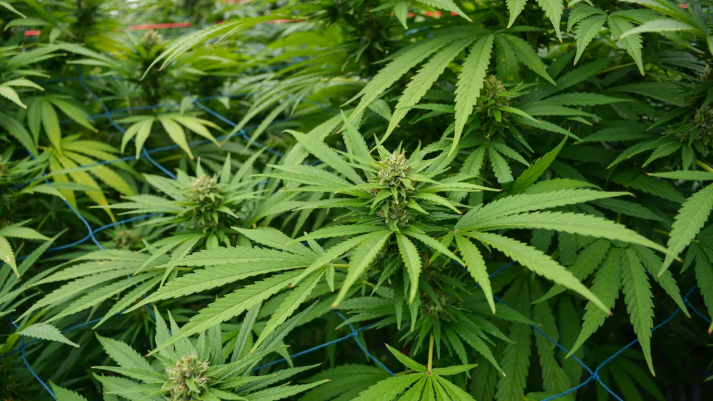 Hemp plant branches suitable for cloning