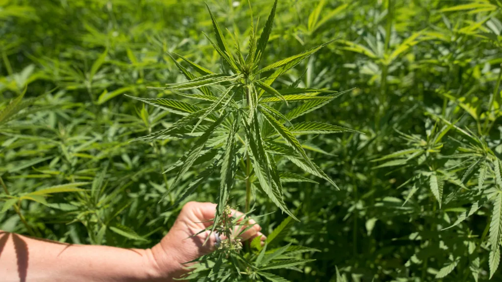 Hemp plant cutting held for cloning propagation
