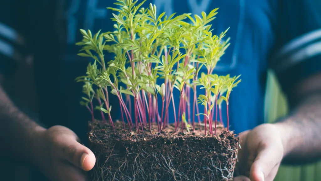 Young hemp clones with visible root system