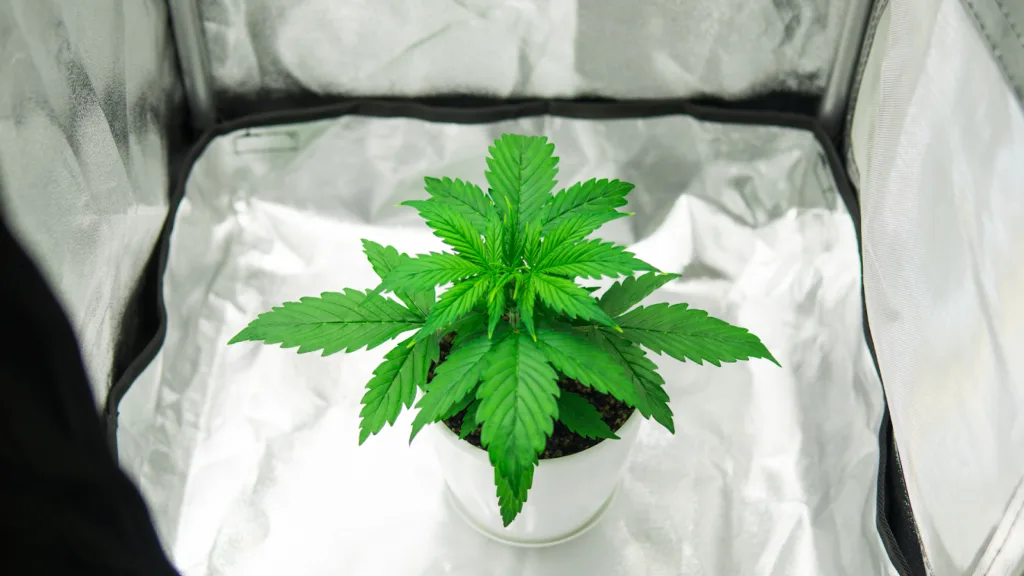 Young hemp plant with uniform vegetative growth
