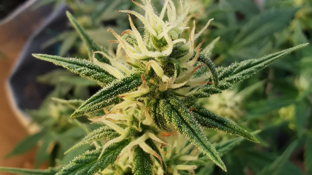 Cannabis flowering bud autoflower vs photoperiod plant