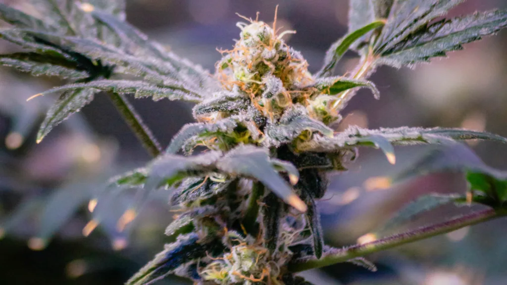 Cannabis flowering bud photoperiod plant