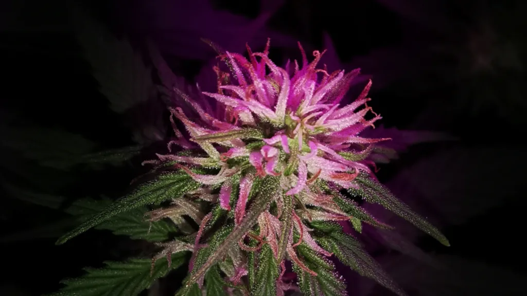 Cannabis plant flowering indoors