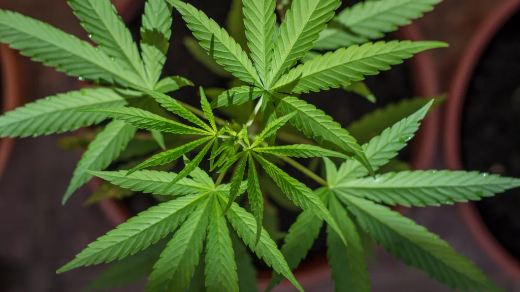 Cannabis plant leaves autoflower vs photoperiod growth