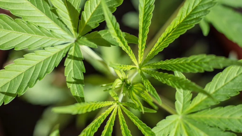 Cannabis plant leaves vegetative growth stage