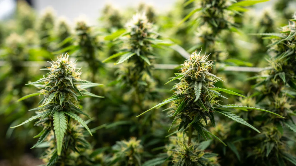 Cannabis plants in flowering stage with buds