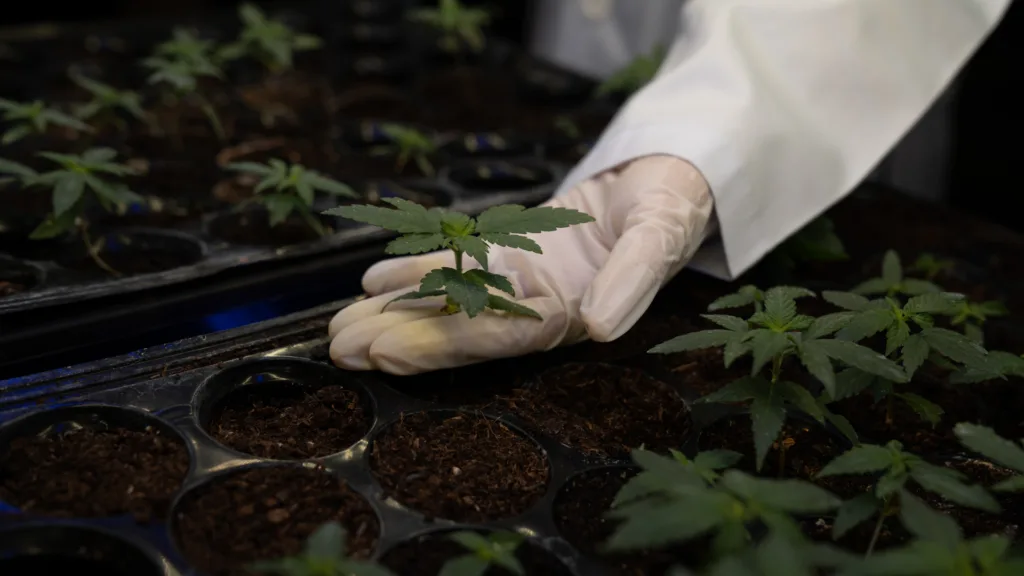 Cannabis seedlings growing indoors in trays